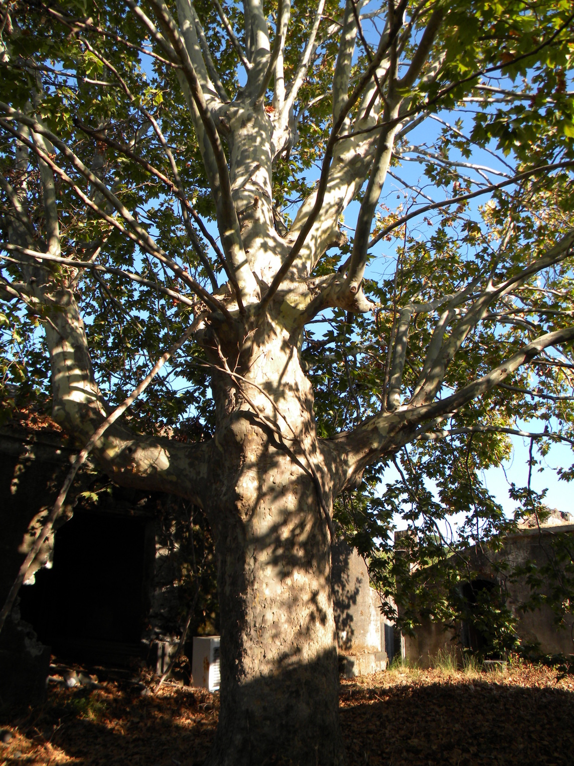 DSCN8033 .JPG